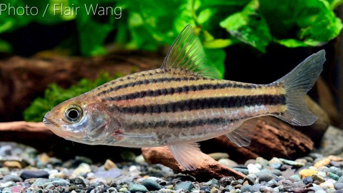 Барбус синештриховый