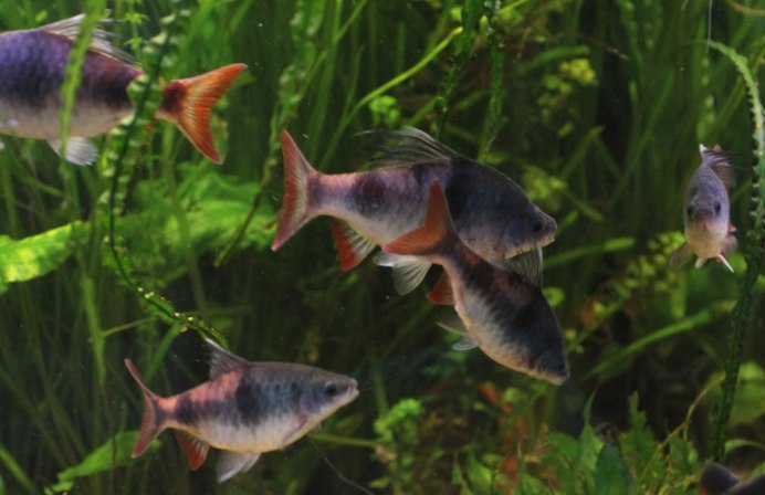 Барбус Акулий (Barbus melanopterus) m (6,5-8 см)