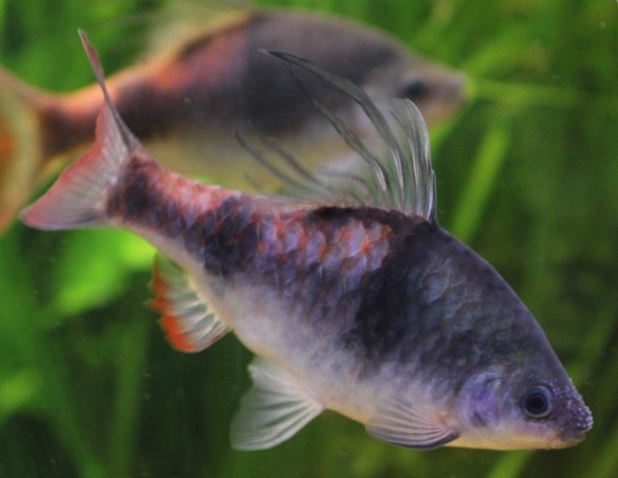 Барбус Шуберта стая