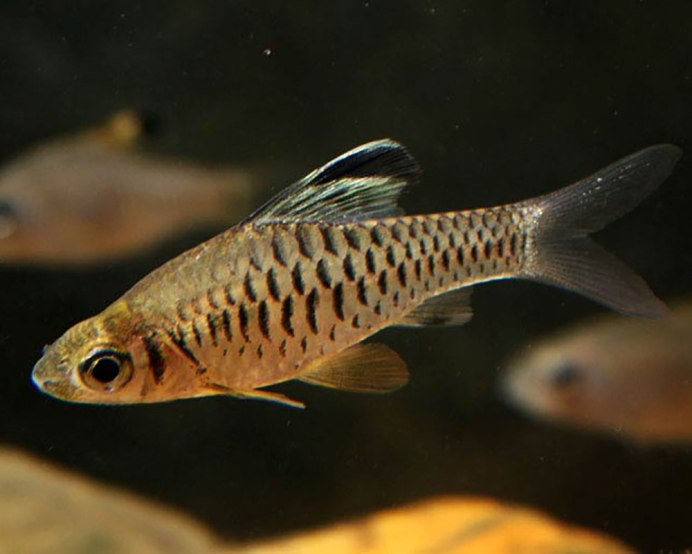 Барбус филаментоза