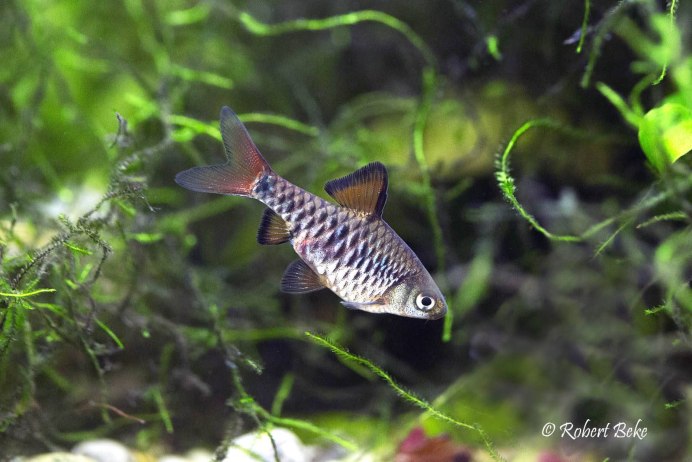 Барбус Докинза