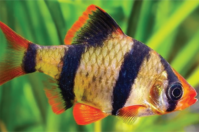 Барбус синештриховый