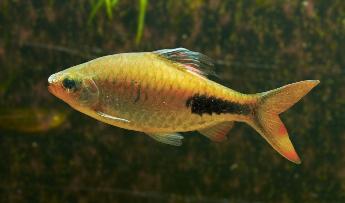 Барбус Тамирабарани