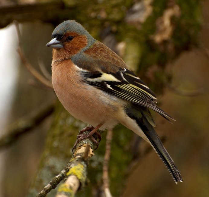 Зяблик (fringilla COELEBS)
