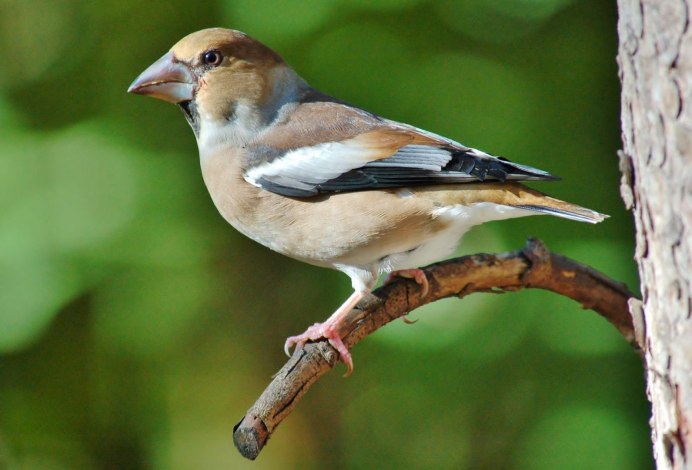 Зяблик (fringílla COÉLEBS)