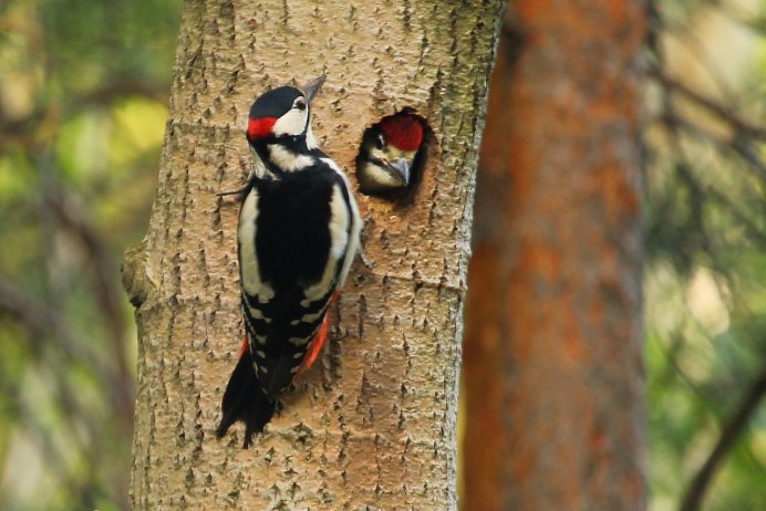 Melanerpes carolinus
