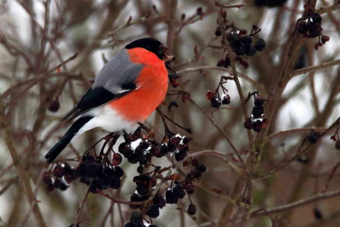 Азорский Снегирь