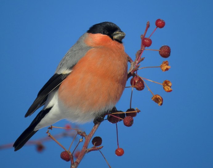 Упитанный Снегирь