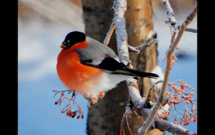 Евросибирский обыкновенный Снегирь