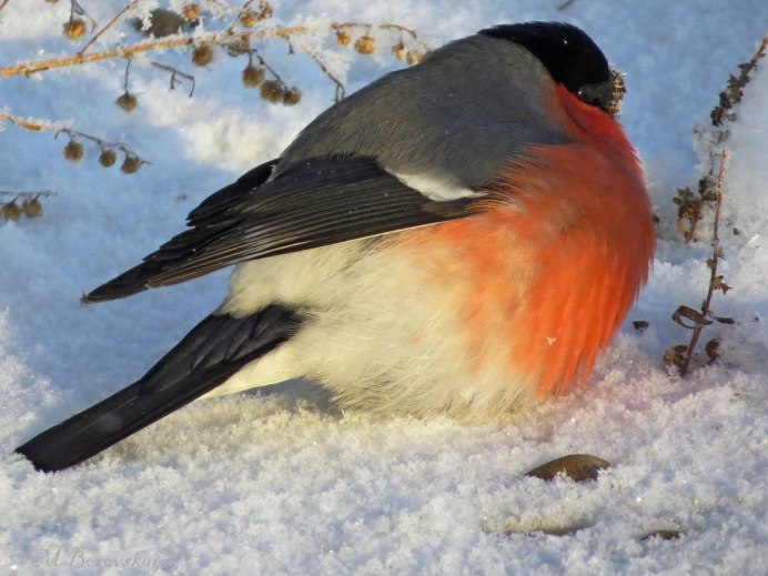 Желтогрудый Снегирь