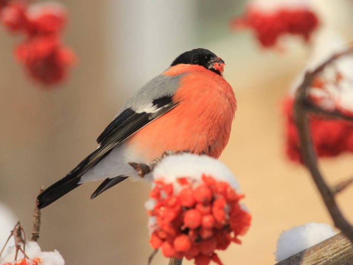Европейский Снегирь