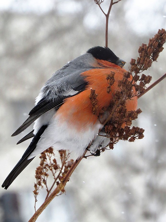 Уральский Снегирь