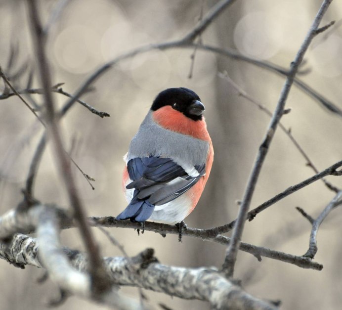 Воробьинообразные Снегирь
