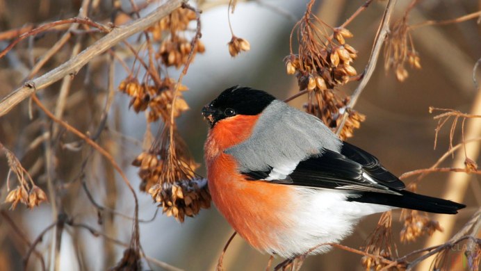 Снегирь Кардинал