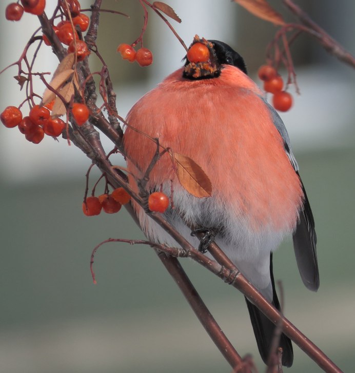 ДОЛГОХВОСТЫЙ Снегирь