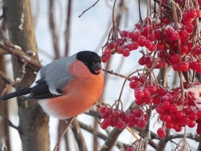 Воробьинообразные Снегирь