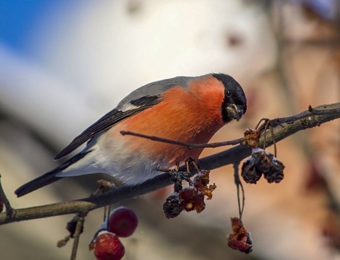 Белощекий Снегирь фото