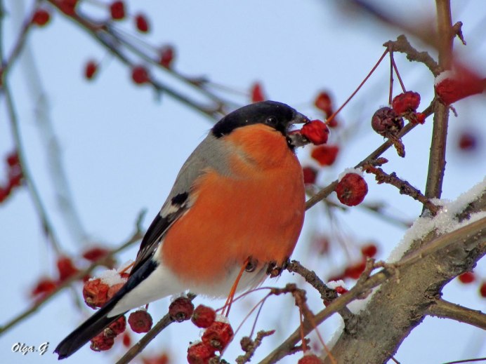 Бурый Снегирь