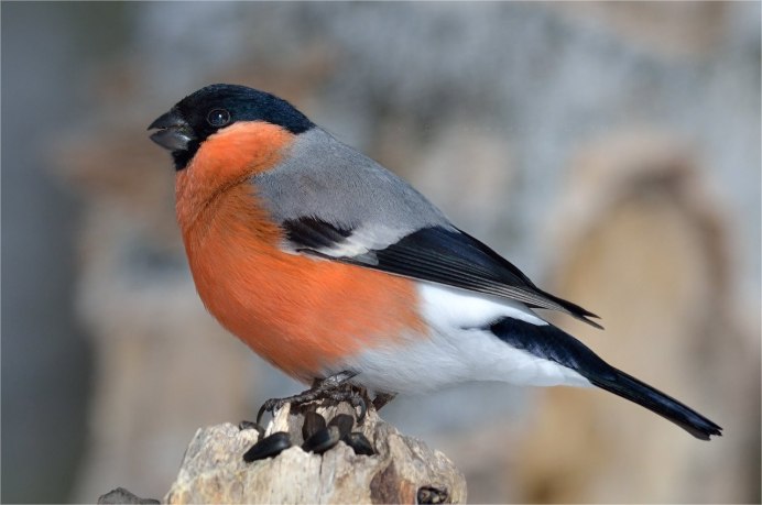 Воробьинообразные Снегирь