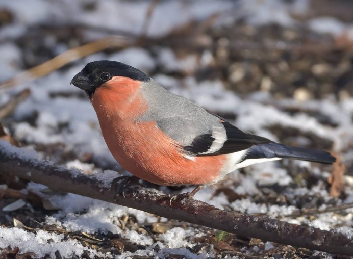 Снегирь обыкновенный pyrrhula pyrrhula