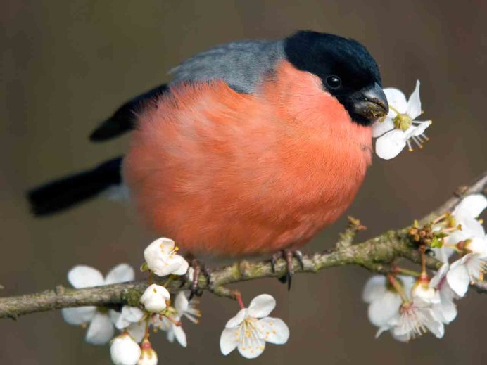 Снегирь фото