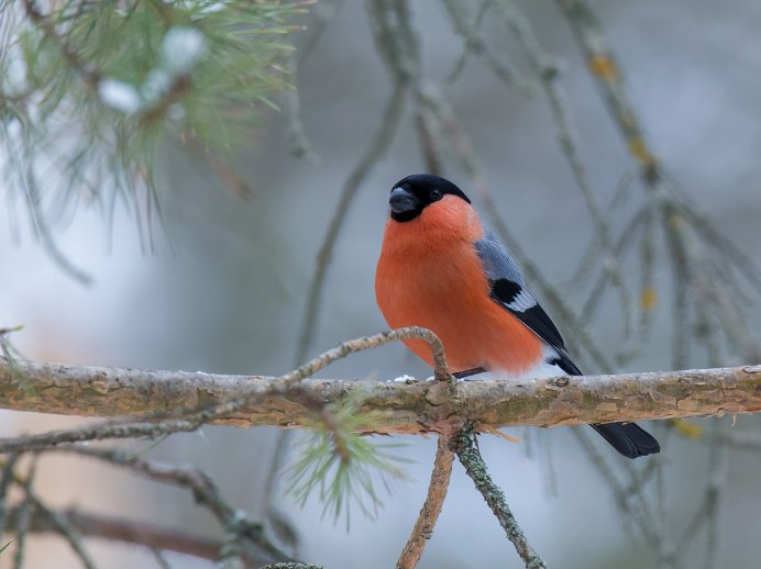 Pyrrhula pyrrhula pyrrhula