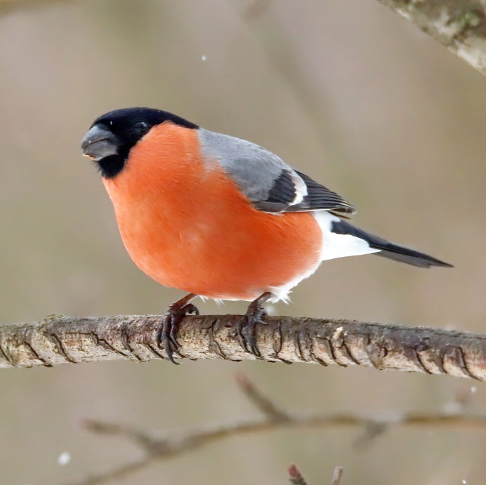 Проект про снегиря
