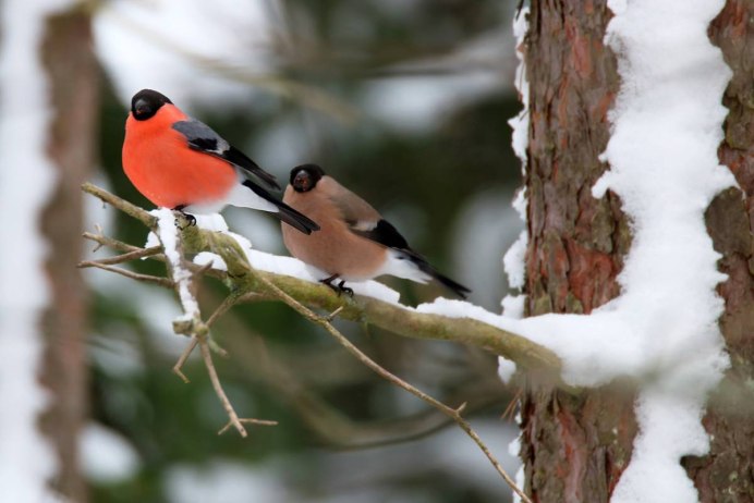 Камчатский Снегирь