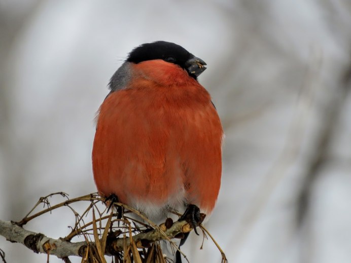 Певчий Снегирь