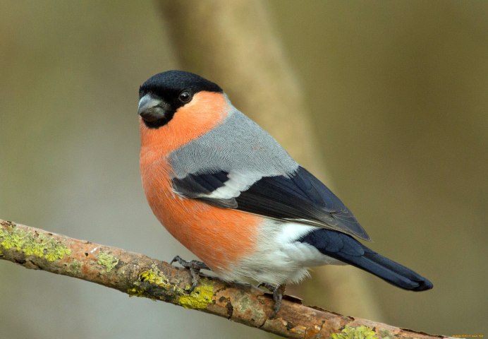 Снегирь отряд