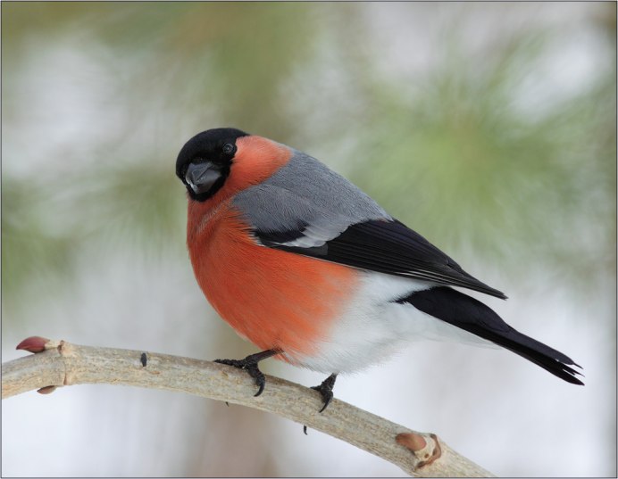 Зяблик и Снегирь