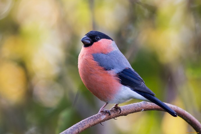 Снегирь птица гнездо