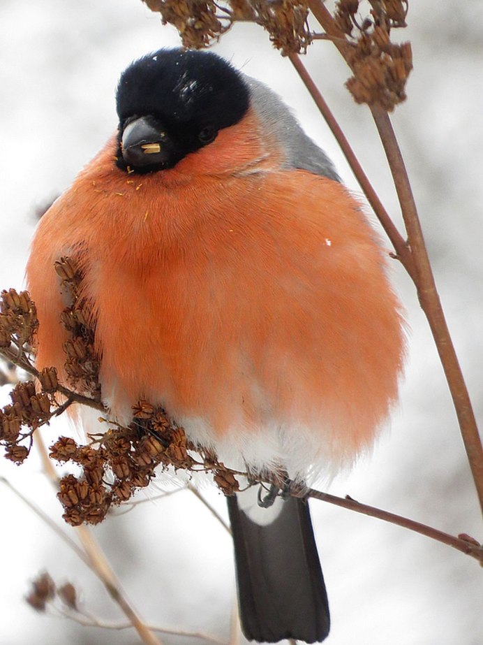 Желтоспинный Снегирь