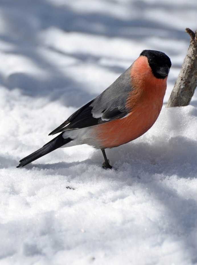 Европейский Снегирь