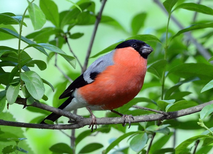 Гималайский Снегирь