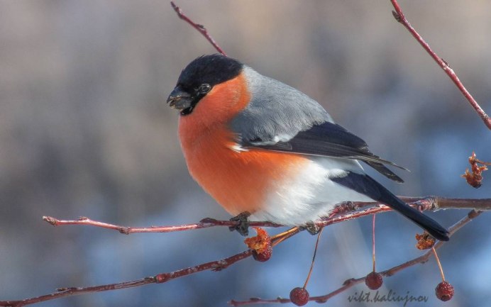 Азорский Снегирь