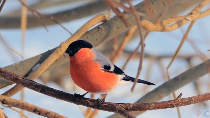 Снегирь Перелетная птица