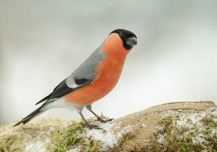 Снегирь — пухлая красногрудая птичка.