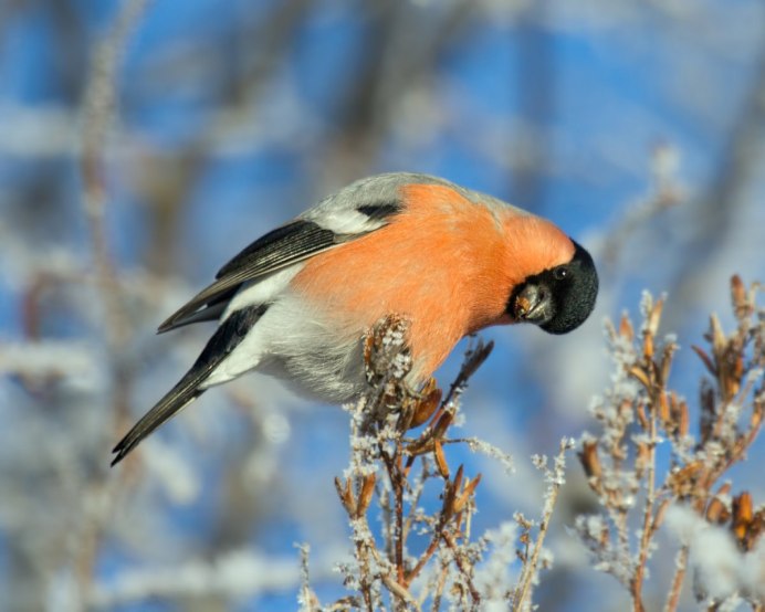 Воробьинообразные Снегирь