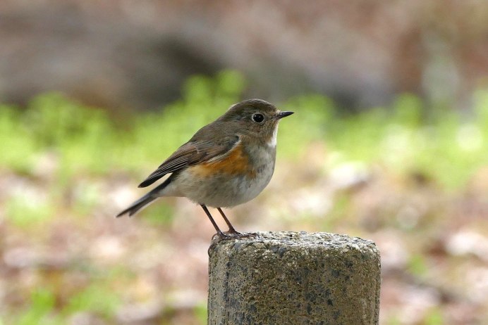 Petroica phoenicea