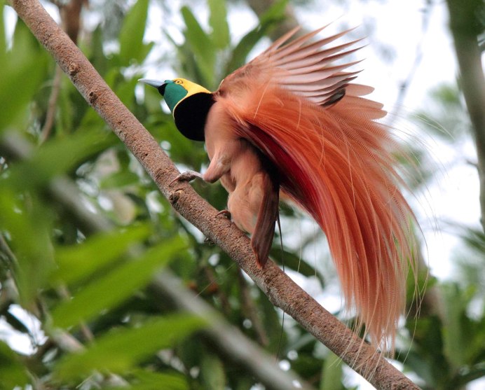 Paradisaea Rudolphi