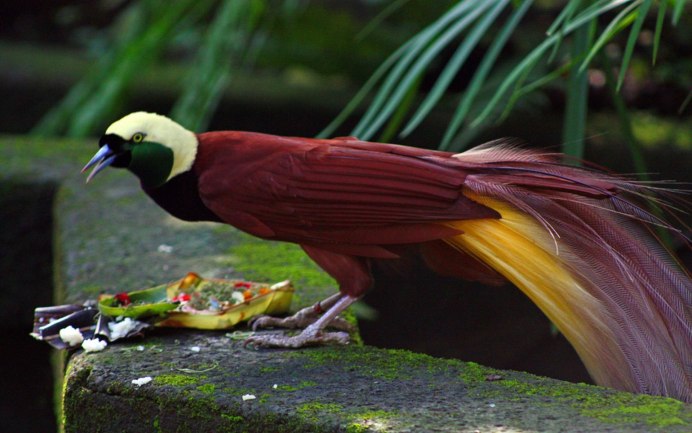 Paradisaea Raggiana