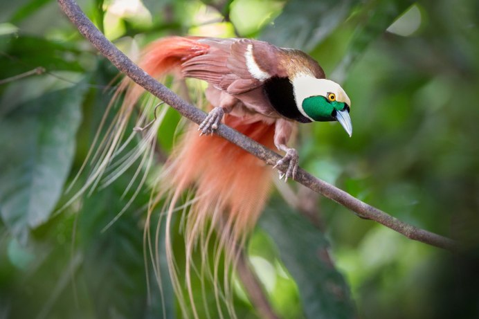 Paradisaea Rudolphi