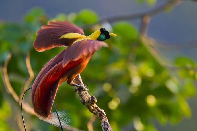 Paradisaea apoda