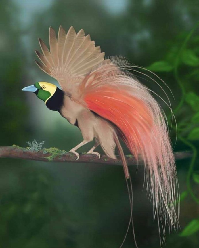 Paradisaea Rudolphi