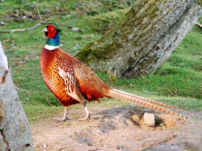 Фазан обыкновенный Phasianus colchicus