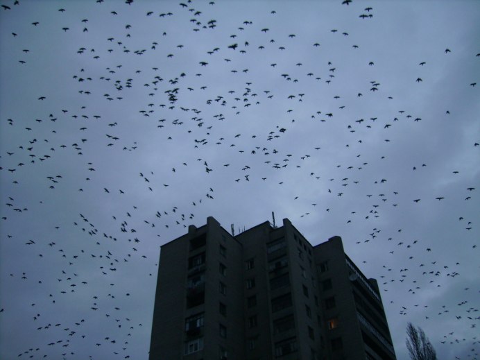 Ворон летит