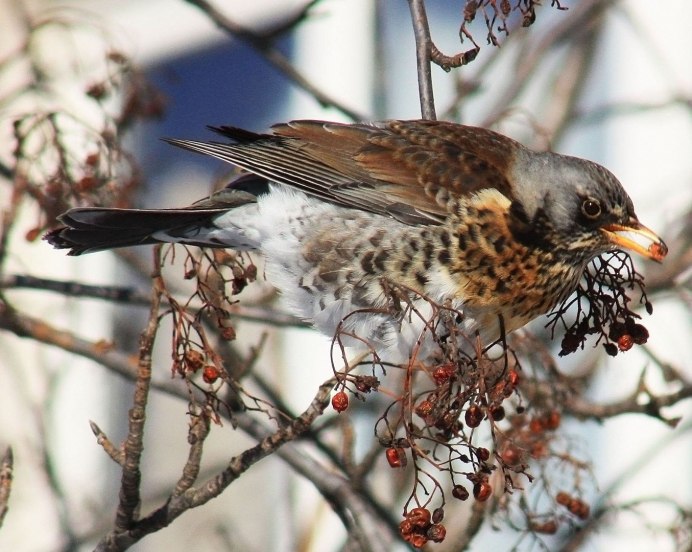 Рябинник (turdus pilaris