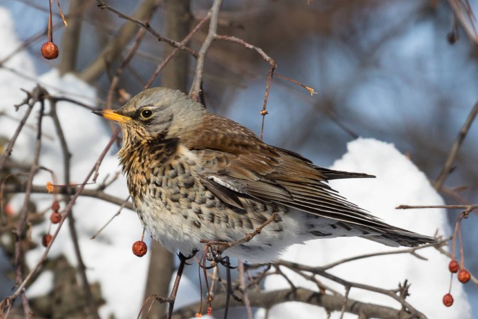 Рябинник (turdus pilaris
