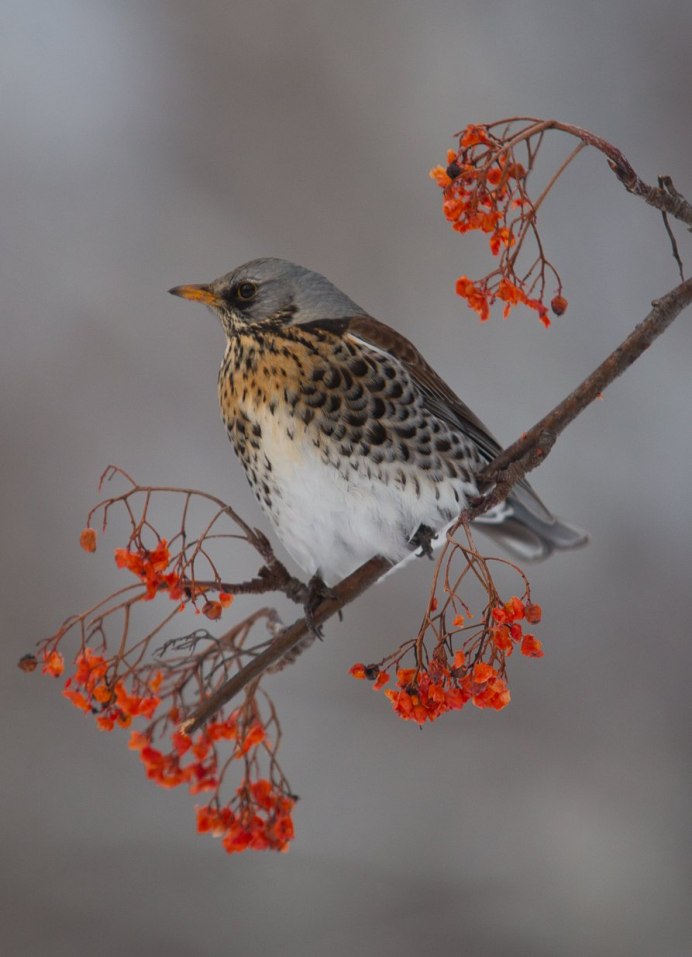 Рябинник (turdus pilaris l.)